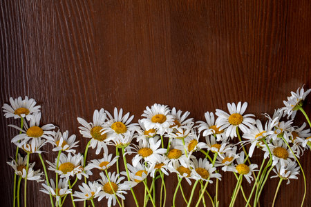 Herbal daisy chamomile flower on old dark rustic wooden table. Blossom summer and spring background. Copy space for text. natural wood texture. Top view horizontalの写真素材