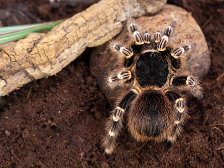 beautiful female Brazilian White Stripe Tarantula (Acanthoscurria geniculata). Top view horizontalの写真素材