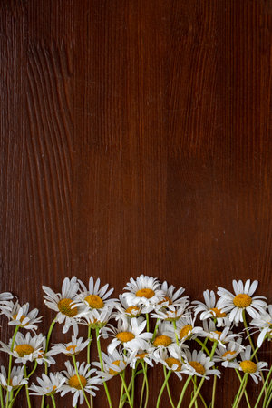 Herbal daisy chamomile flower on old dark rustic wooden table. Blossom summer and spring background. Copy space for text. natural wood texture. top view, vertical, horizontalの写真素材
