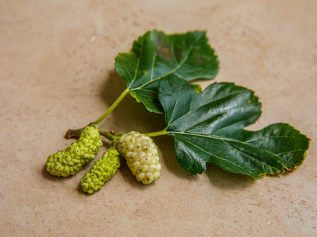 Branch of Fresh white mulberry with berries and leaves on brown stone background. (Morus alba) Top view close-up. Summer organic fruits. Mulberry backgroundの写真素材