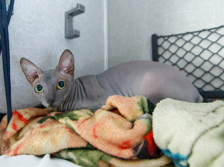 Sphynx hairless gray cat travel by train. Cute cat lying by upper berth in train compartment. Journey with pet concept. close up.の写真素材
