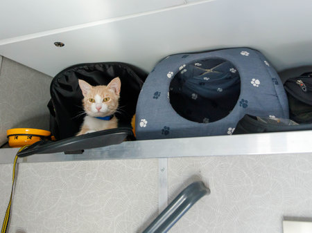 Red shorthair cat traveling by train. Cute kitten lying in cat carrier bag by luggage rack in train compartment. Journey with pet concept. close up.の写真素材