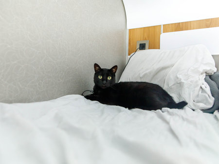 shorthair black cat travel by train. Cute cat lying by upper berth in train compartment. Journey with pet concept.の写真素材