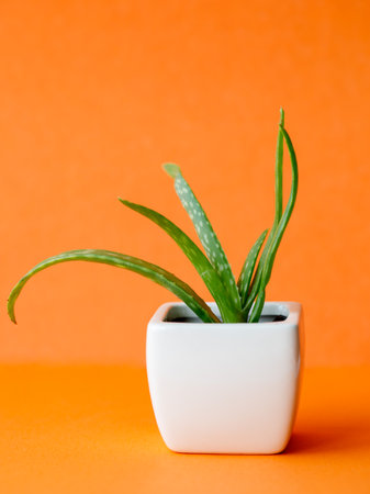 Succulent Aloe Vera Plant on White Pot Isolated on bright orange Background by front view. Vertical mock up, copy space, close upの写真素材