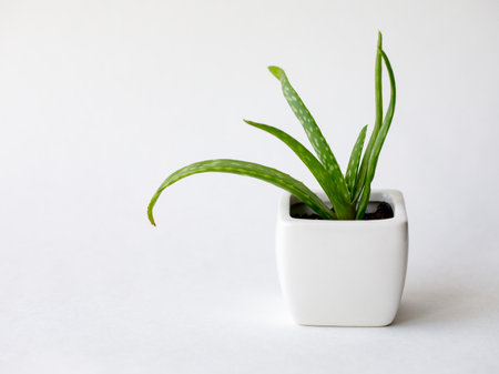 Succulent Aloe Vera Plant on White Pot Isolated on white Background by front view. Horizontal mock up, copy space, close upの写真素材