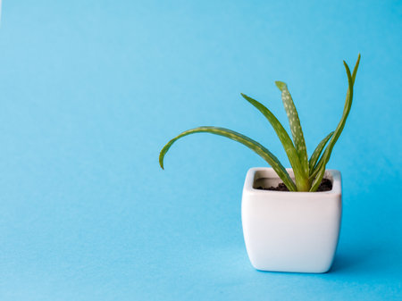 Succulent Aloe Vera Plant on White Pot Isolated on pastel blue Background by front view. Horizontal mock up, copy space, close upの写真素材
