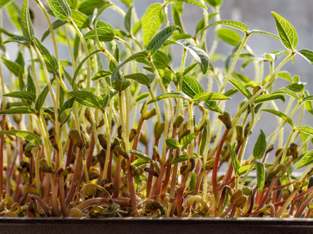 Mung bean sprouts. Sprouting Microgreens. Seed Germination at home. Vegan and healthy eating concept. Sprouted pepita Seeds, Micro greens. Growing sprouts. green living concept. organic food.の写真素材
