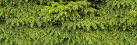 Green small spruce brunches with short needles, spring or summer background. green banner. natural texture.の写真素材