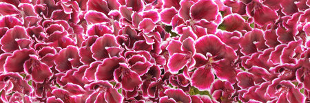 Red and white flowers of regal pelargonium, spring or summer background. natural floral banner. Petal close up textureの写真素材