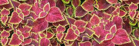Coleus pink and green leaves decorative background close up, painted nettle flowering plant, bright purple foliage texture, fuchsia color abstract natural pattern, colorful floral design, copy spaceの写真素材