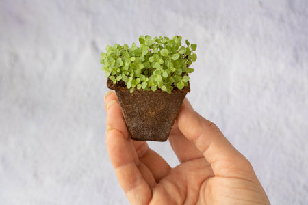 microgreen sprouts in womans hand Raw sprouts, microgreens, healthy eating concept. Sprouting Microgreens. Seed Germination at home. Vegan and healthy eating concept. Growing sprouts. organic foodsの写真素材