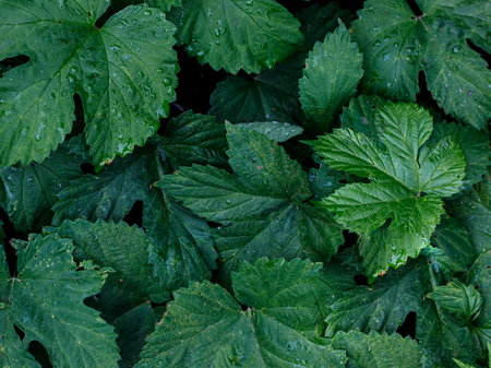 Hops, texture of green leaves. A wall of wild hop leaves in garden with water rain drops, soft focus, blurred background. Beer background, eco-style beer backgroundの写真素材