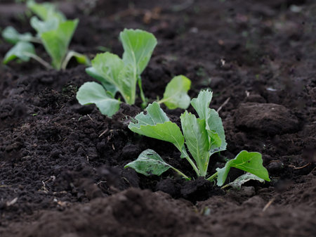 Photo of cabbage sprout in the garden. Bed with young cabbage on the summer sunny day. Growing cabbage in the ground in the garden. organic vegetableの写真素材