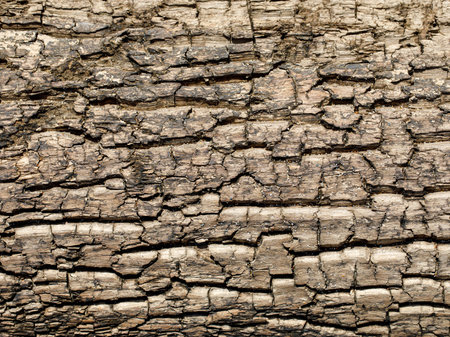 Natural Weathered Gray Tan Taupe Sepia Wooden Board, Cracked Rough Cut Wood Texture, Large Detailed Old Aged Gray Lumber Background Macro Closeup, Textured Crack Patternの写真素材