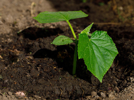 Healthy organic food concept. Seedling of young green plant of cucumber in vegetable garden. Spring. close upの写真素材