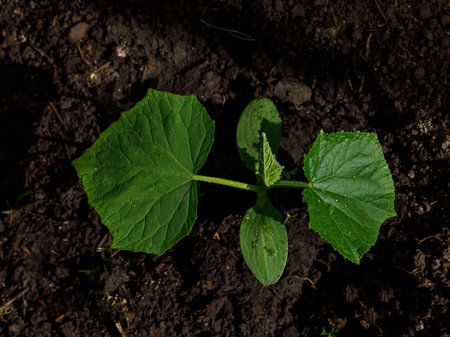 Healthy organic food concept. Seedling of young green plant of cucumber in vegetable garden. Spring. Top vie close upの写真素材