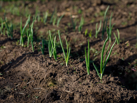 Close up of rows of sown onions plants growing in the soil. It's a sunny day in the summer season. organic vegetable conceptの写真素材