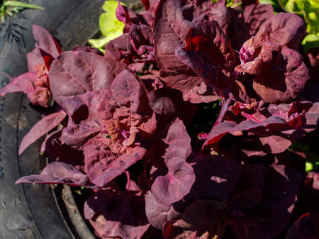Red orache or mountain spinach leaves growing in garden. Background with atriplex hortensis red leaves. Purple loboda or lebeda, Finnish quinoa. top view close upの写真素材