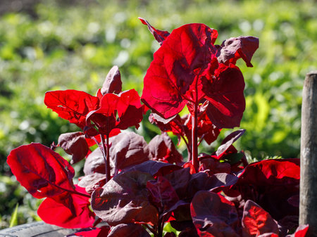Red orache or mountain spinach leaves growing in garden. Background with atriplex hortensis red leaves. Purple loboda or lebeda, Finnish quinoa. side view close upの写真素材