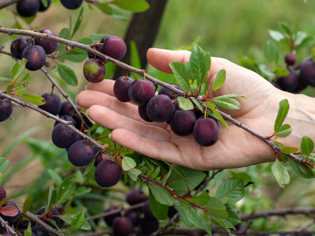 Woman hand holding ripe ussuri plums hanging on tree branch ready to be harvested. Prunus ussuriensis on tree branch in orchard. View of fresh organic fruits with green leaves in fruit gardenの写真素材