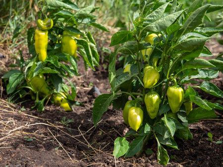 Green organic peppers growing on vegetables bed in the farmer garden. Bushes full of bell peppresの写真素材