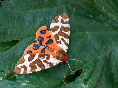 Garden tiger moth colorful night butterfly or Grote beer or Arctia caja with open wings with conspicuous pattern on green leaf. Frightening predators close upの写真素材
