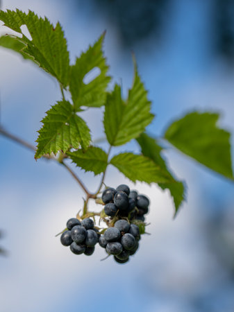 Ripe blackberries on bush on blue sky background. Ripe black dewberries in the process of growing and ripening and picking. Organic Juicy Berry Branch close up verticalの写真素材