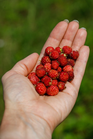 Handful of perfect and ripe wild strawberries (Fragaria vesca) in the forest. Wild strawberries on palm of woman's hand. Taste of summer, horizontal, copy space, verticalの写真素材