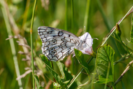 Close up of a Esper's Marbled White Butterfly (Melanargia russiae), beautiful black and white butterfly from European meadows, horizontal, back of wingsの写真素材