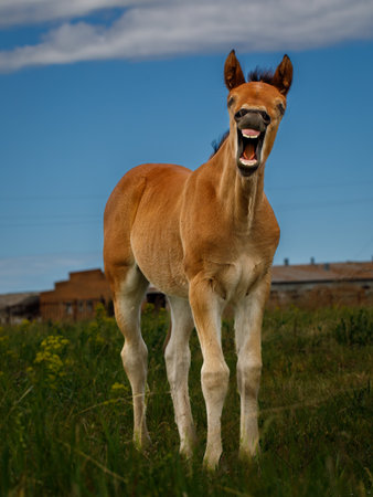 Comical image of funny portrait of brown red horse foal yawning and showing its teeth in front of green grass and blue skyの写真素材