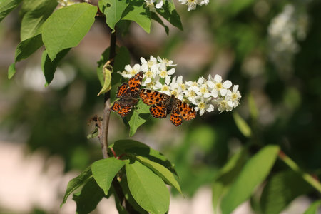 Close-up of two Map butterfly araschnia levana spring season brood with open wings view sitting on white bird cherry flowers, selective focus. male and femaleの写真素材