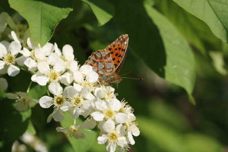 Queen of Spain fritillary Issoria lathonia eats nectar on bird cherry flower, selective focus. The underside of dwingsの写真素材