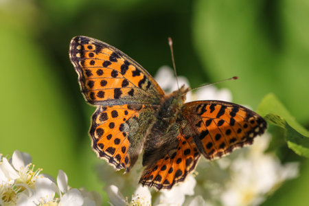 Queen of Spain fritillary (Issoria lathonia) eats a nectar on a white bird cherry flower in a sunny day, selective focus.の写真素材