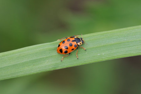 Hippodamia tredecimpunctata, commonly known as the thirteen-spot ladybeetle on green grass, is a species of lady bug.の写真素材