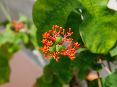Jatropha Podagrica flower, also known as Buddha belly plant, bottle plant shrub, gout plant, purging-nut, Guatemalan rhubarb or goutystalk nettlespurge. Orange flower blossom and green fruitの写真素材