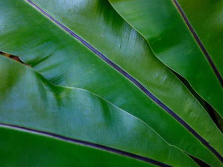 Low key Birds Nest Fern leaf blade dark tone nature background. green natural abstract close up textureの写真素材