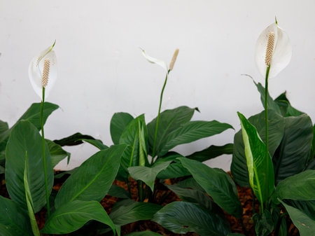 Evergreen plant of spathiphyllum outdoor. White flowers and juicy green leaves of a beautiful flower on a white wall background. green houseの写真素材