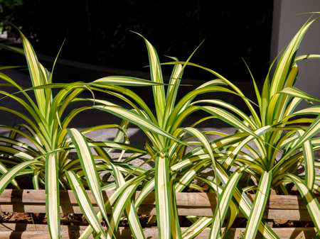 Dense clump of variegated ornamental foliage (binomial name: Yucca filamentosa 'Golden Sword') growing in thai gardenの写真素材