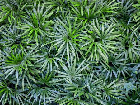 Leaf of Rhapis humilis Blume tree. Dark green leaf texture backgroundの写真素材
