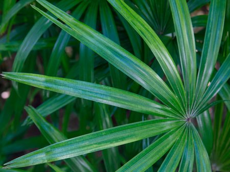 Leaf of Rhapis humilis Blume tree close up top view. Dark green leaf texture background, tropical jungle tone design ecological conceptの写真素材