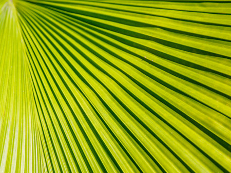 Close up Sumawongs Palm leaf background. Scientific name Licuala peltataの写真素材