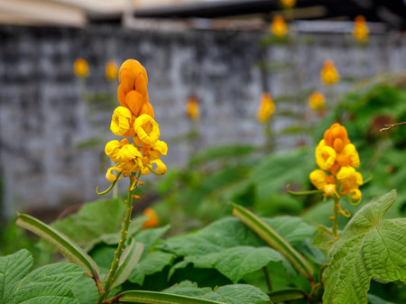 Ringworm Bush Flower - Senna Alata Flower - Candle Bush Flower in the park and gardenの写真素材