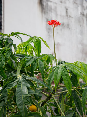 Flower and leaves of the plant Jatropha dissected (Jatropha multifida), also called coral plant, coralbush, and physic nut. family Euphorbiaceaeの写真素材
