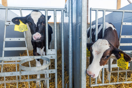 Newborn calves in stall close-up on modern industrial dairy farm. Calves rearing on livestock farm. Use of plastic ear tags for marking calves. Holstein dairy cattle breedの写真素材