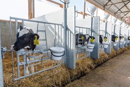 Row of newborn calves in stall close-up on modern industrial dairy farm. Calves rearing on livestock farm. Use of plastic ear tags for marking calves. Holstein dairy cattle breedの写真素材