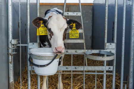 Newborn calf in stall close-up on modern industrial dairy farm. Calf rearing on livestock farm. Use of plastic ear tags for marking calves. Close up with bucket of food. Holstein dairy cattle breedの写真素材