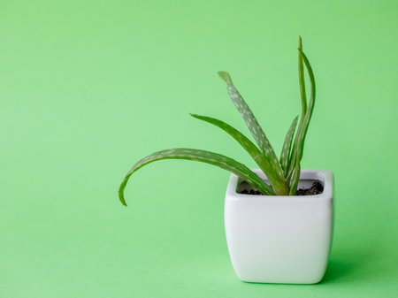 Succulent Aloe Vera Plant on White Pot Isolated on pastel green Background by front view. Horizontal mock up, copy space, close upの写真素材