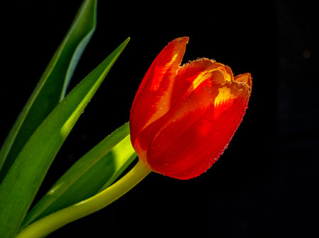 Single red yellow tulip with water droplets isolated on black background. Tulips popular for International Women's Day in Europe. Flower for 8 March, Easter, Valentine's day, birthday. selective focusの写真素材