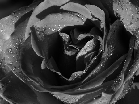 Art bw photo one rose petals with water droplets. Closeup, full frame. For design, texture, monochrome background. Macro nature. Black and white photography. Selective focusの写真素材