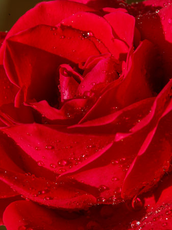 bright red rose flower detail with droplets, macro shot for mother's, valentine's, wedding, anniversary day, birthday greeting card or book cover design. Selective focus vertical, full frameの写真素材
